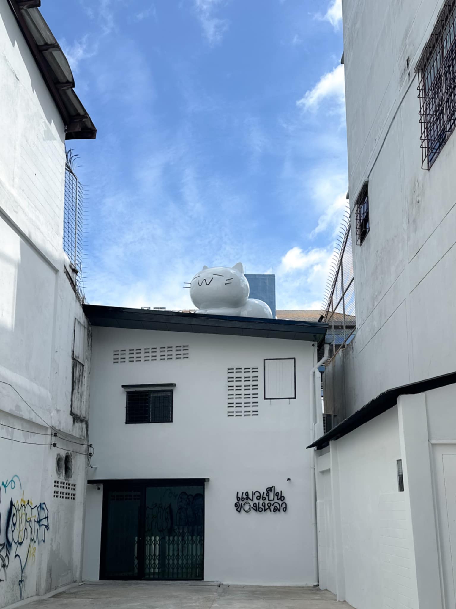 หน้าร้านแมวเป็นของเหลว